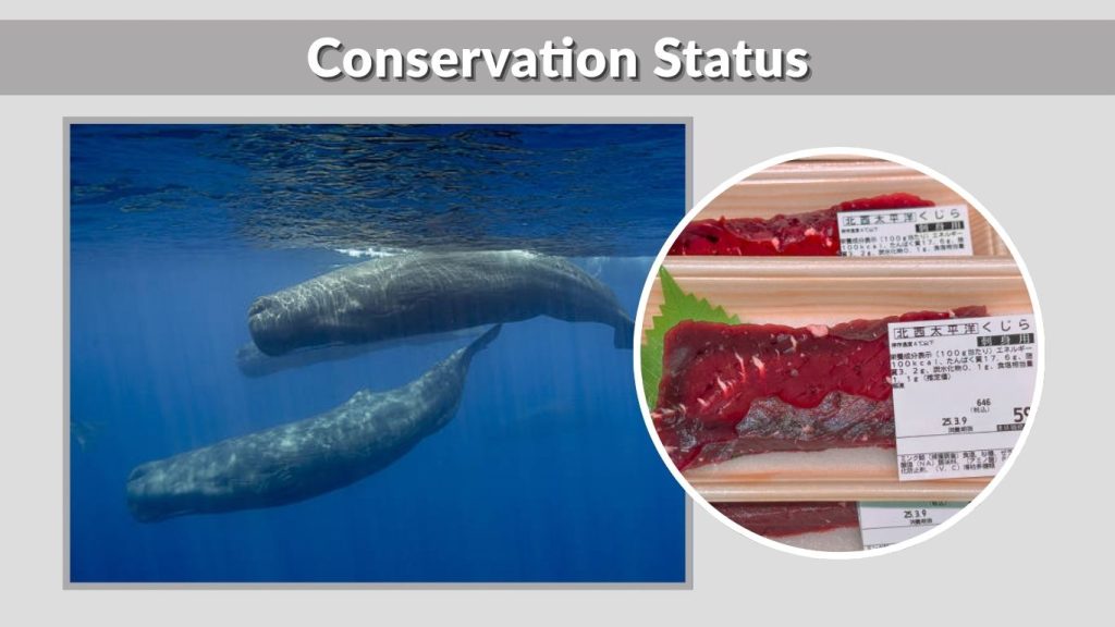 Conservation Status