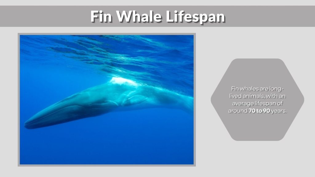 Fin Whale Lifespan