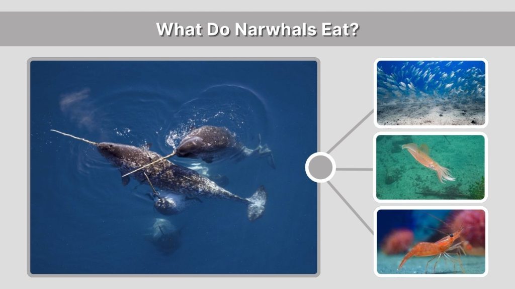 What Do Narwhals Eat?