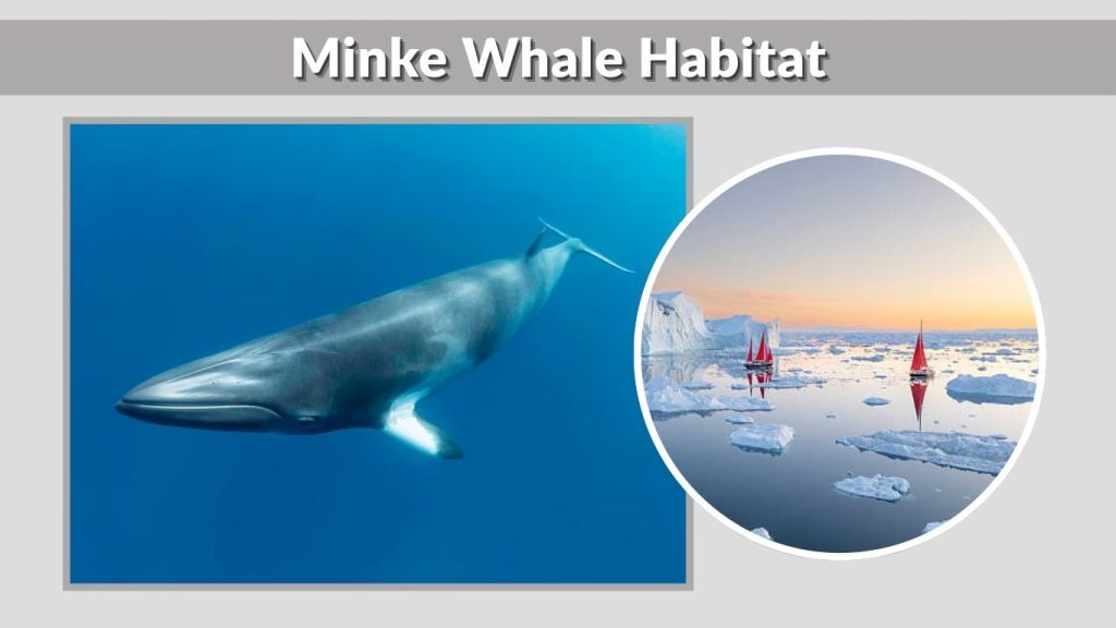 Minke Whale Habitat