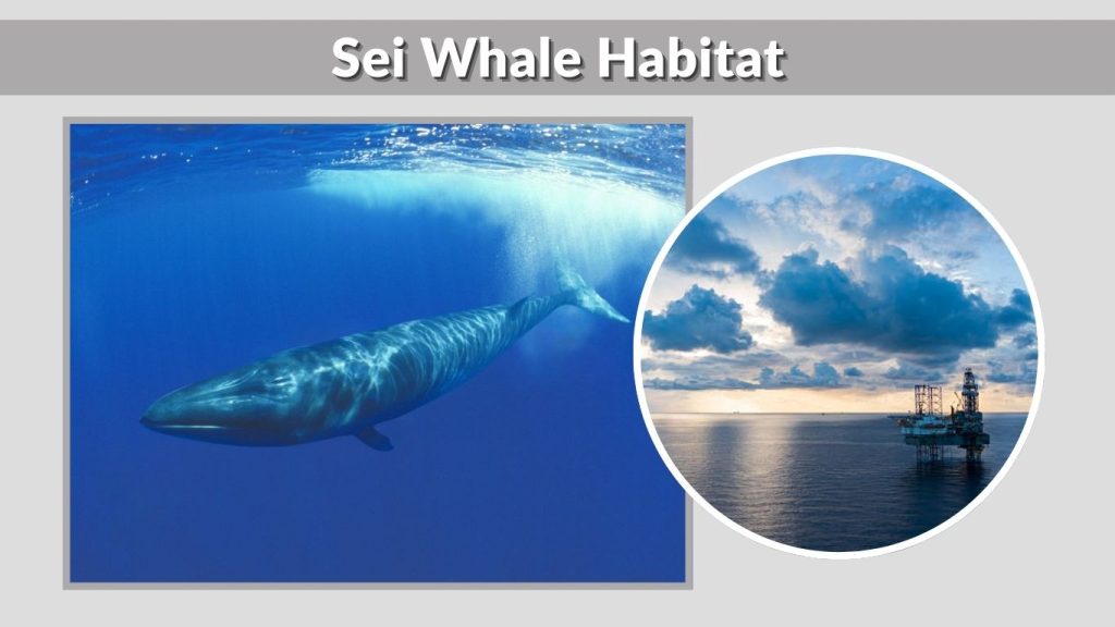 Sei Whale Habitat