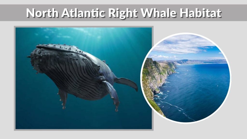 North Atlantic Right Whale Habitat