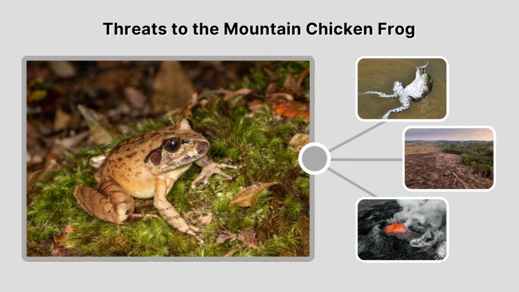 Threats to the Mountain Chicken Frog