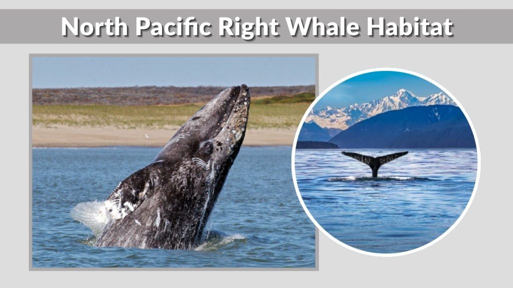 North Pacific Right Whale Habitat