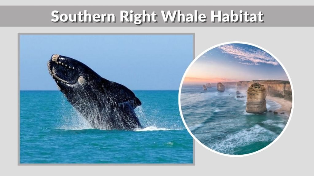 Southern Right Whale Habitat