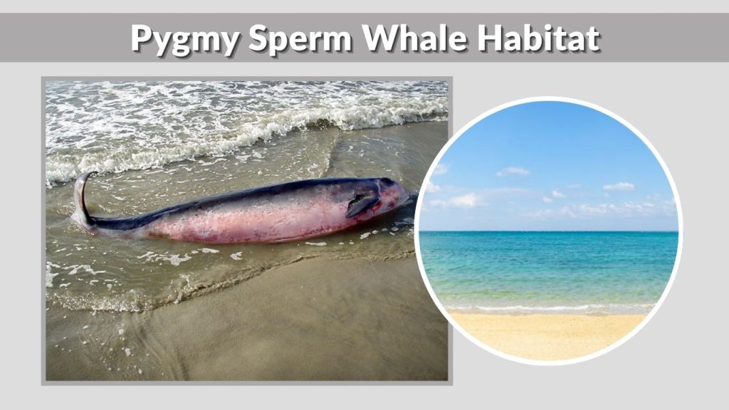 Pygmy Sperm Whale Habitat