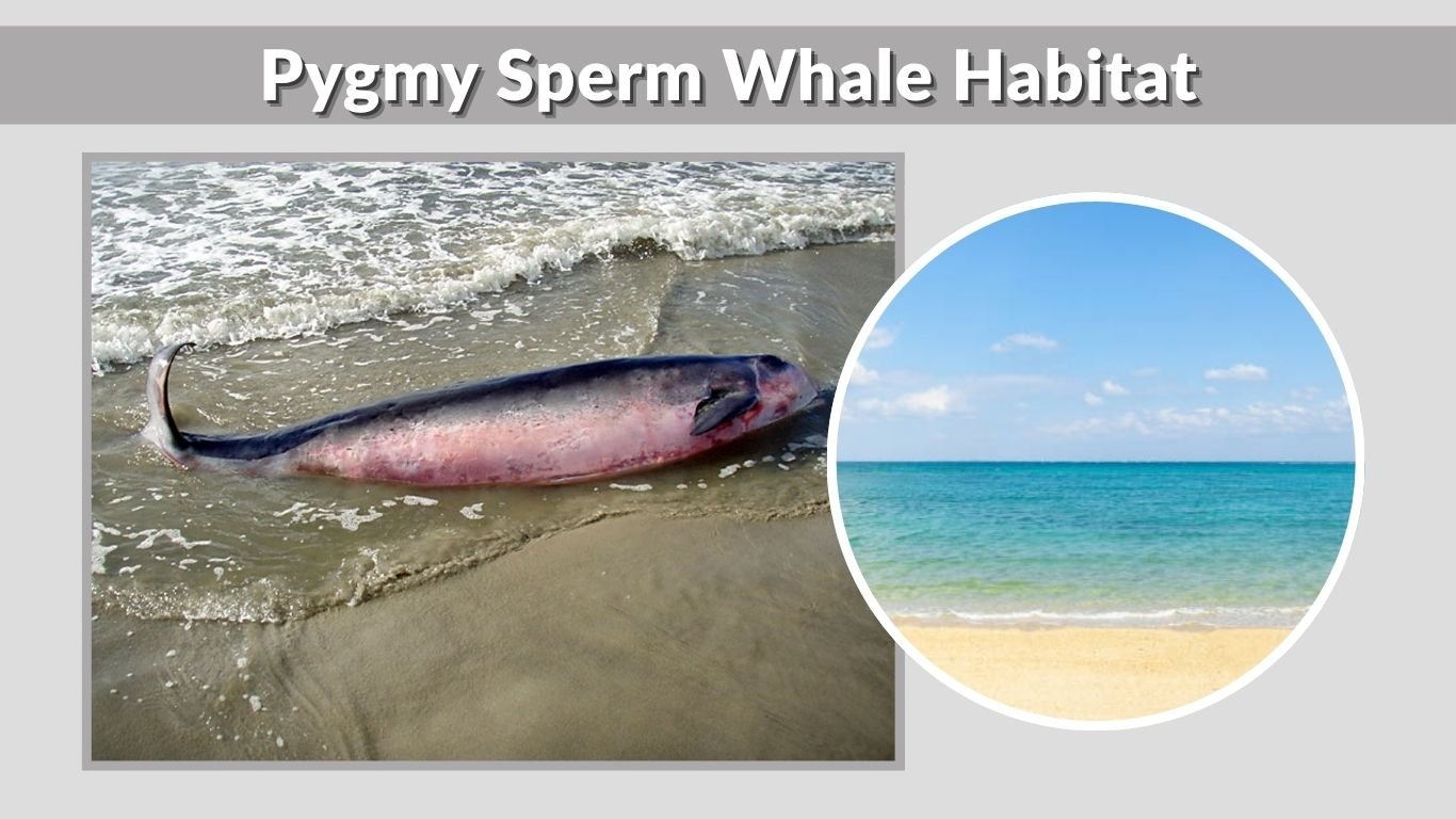 Pygmy Sperm Whale: Size, Diet, Habitat, Lifespan & Facts