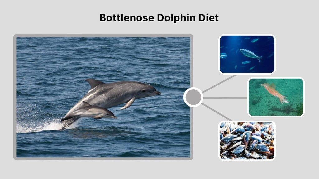 Bottlenose Dolphin Diet