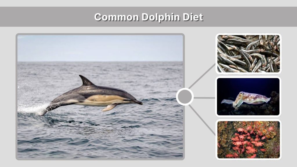 Common Dolphin Diet