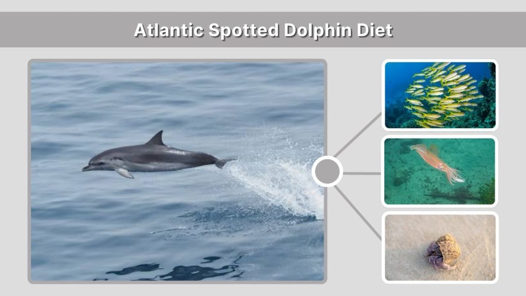 Atlantic Spotted Dolphin Diet