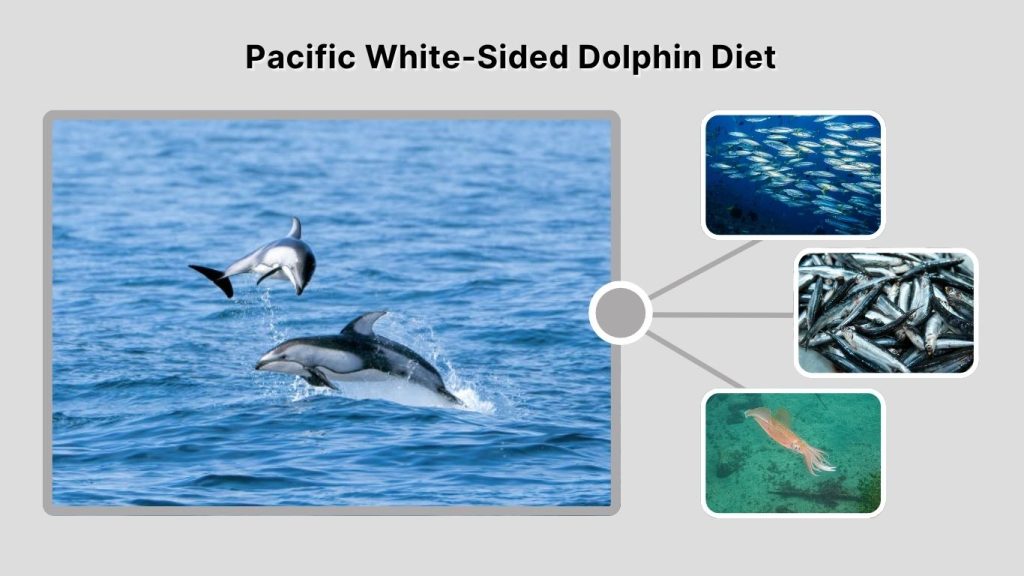 Pacific White-Sided Dolphin Diet