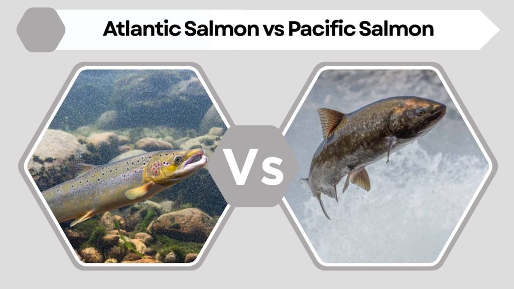 Atlantic Salmon vs Pacific Salmon