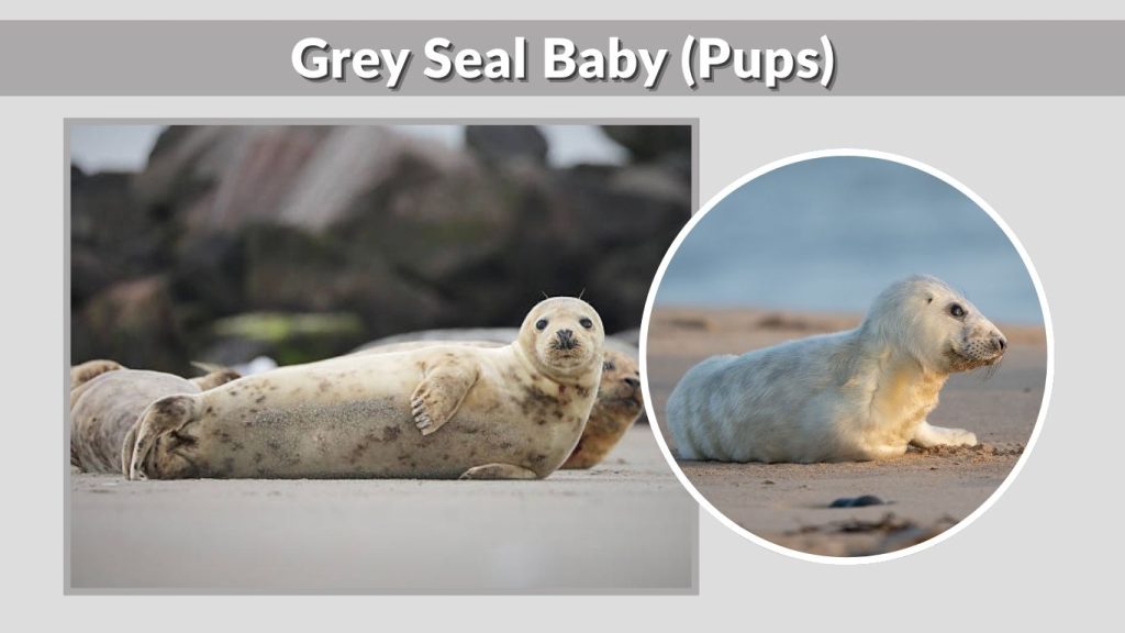 Grey Seal Baby (Pups)