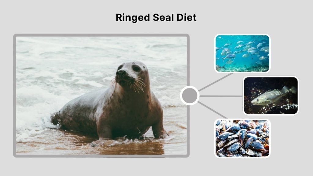 Ringed Seal Diet