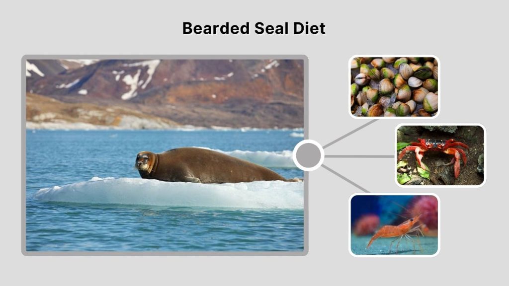 Bearded Seal Diet