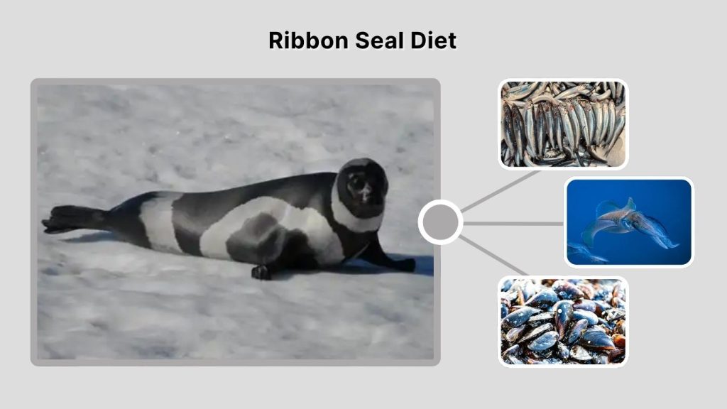 Ribbon Seal Diet
