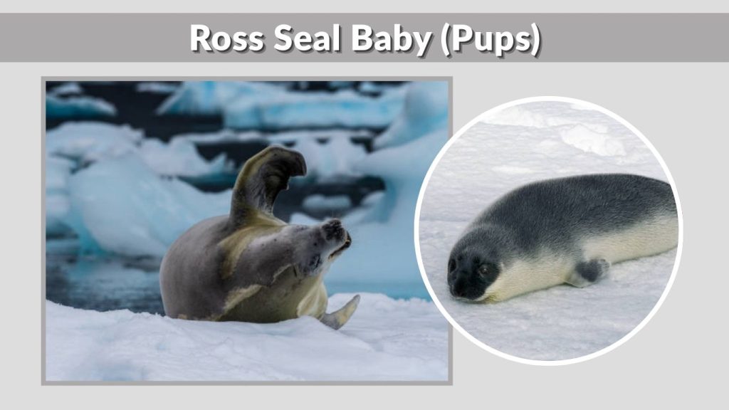 Ross Seal Baby (Pups)