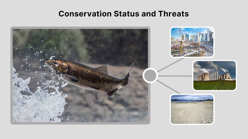 Conservation Status and Threats