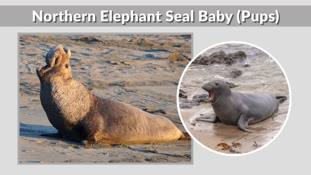 Northern Elephant Seal Baby (Pups)