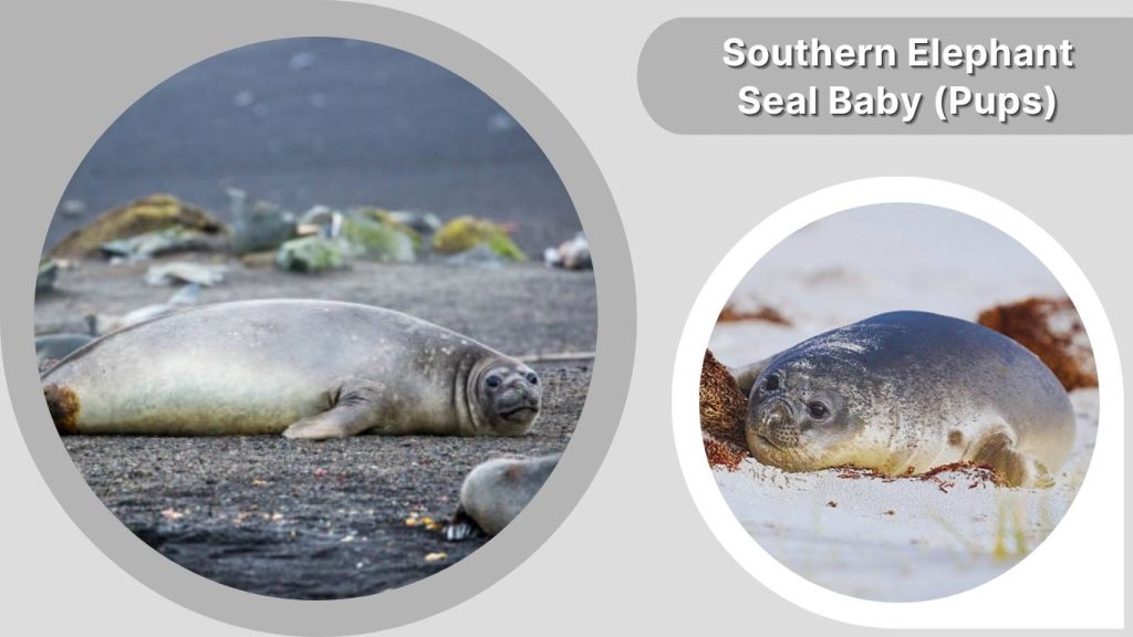 Southern Elephant Seal Baby (Pups)