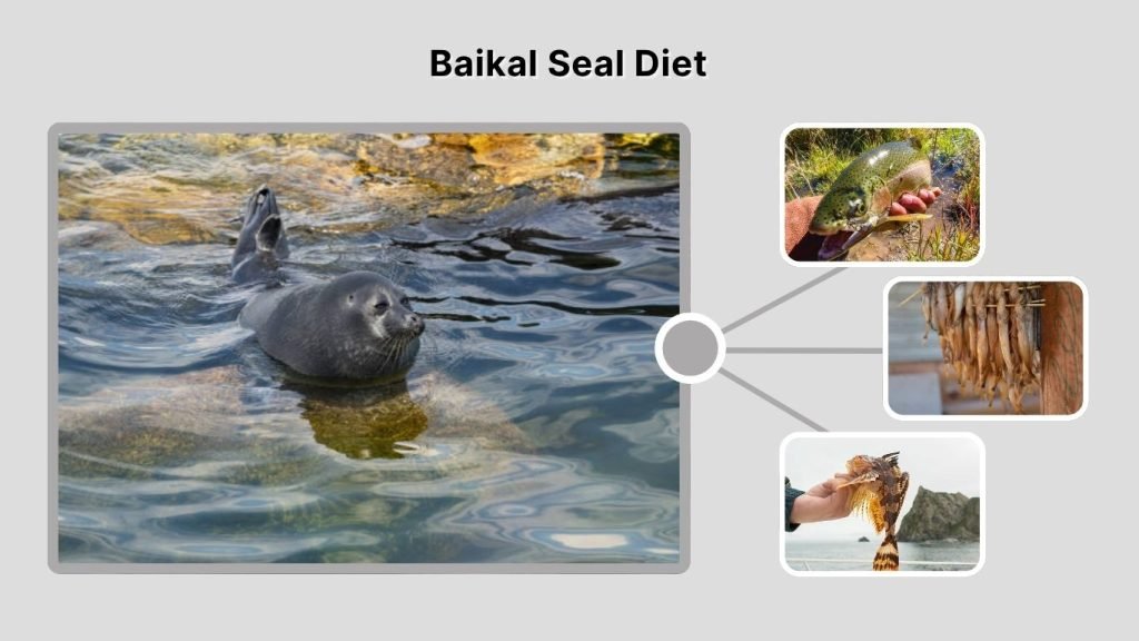 Baikal Seal Diet