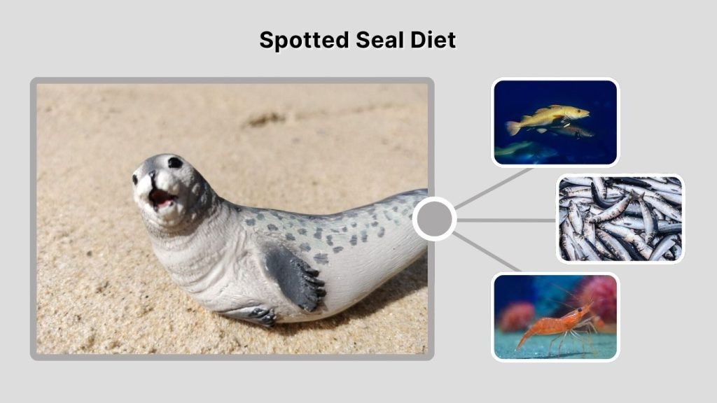 Spotted Seal Diet