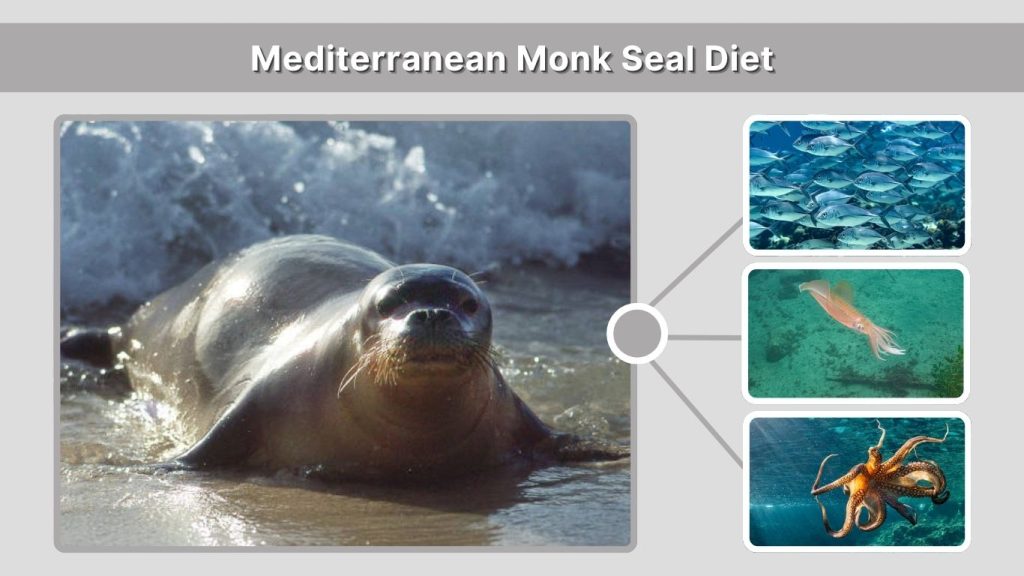 Mediterranean Monk Seal Diet