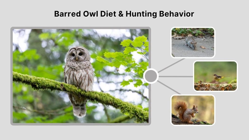 Barred Owl Diet & Hunting Behavior