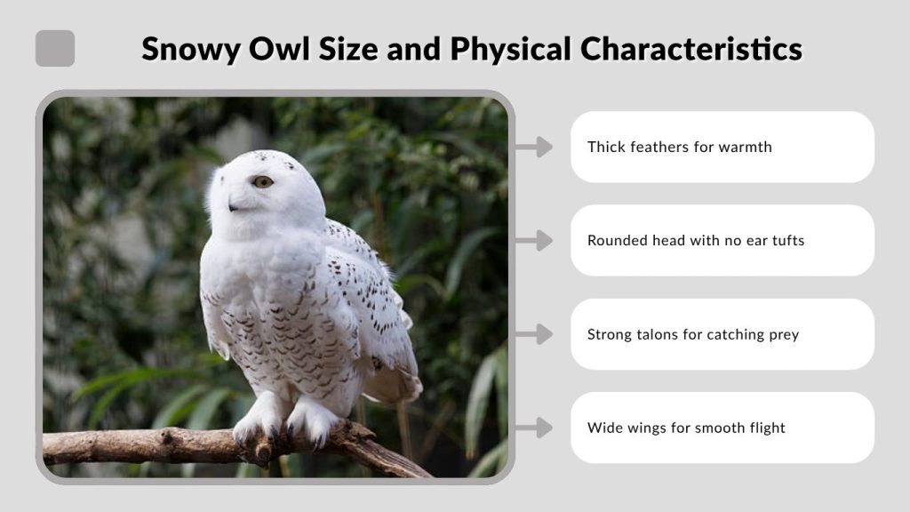 Snowy Owl Size and Physical Characteristics