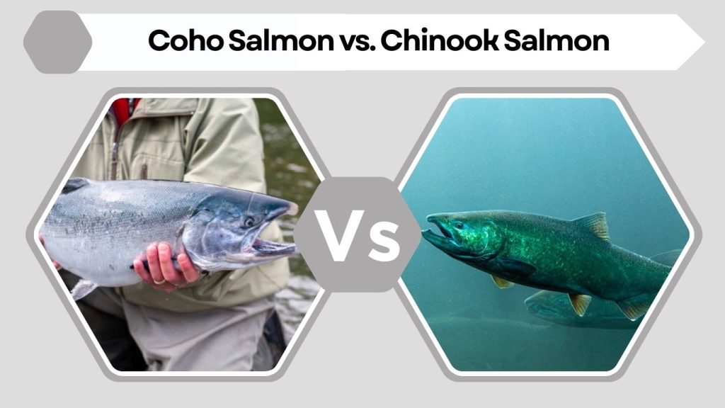 Coho Salmon vs. Chinook Salmon