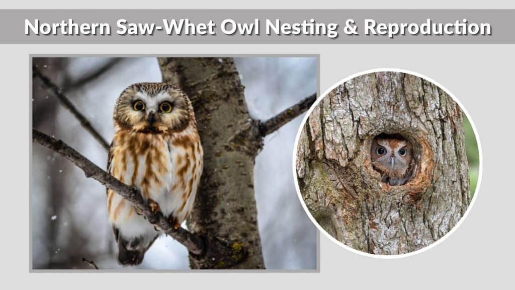 Northern Saw-Whet Owl Nesting & Reproduction