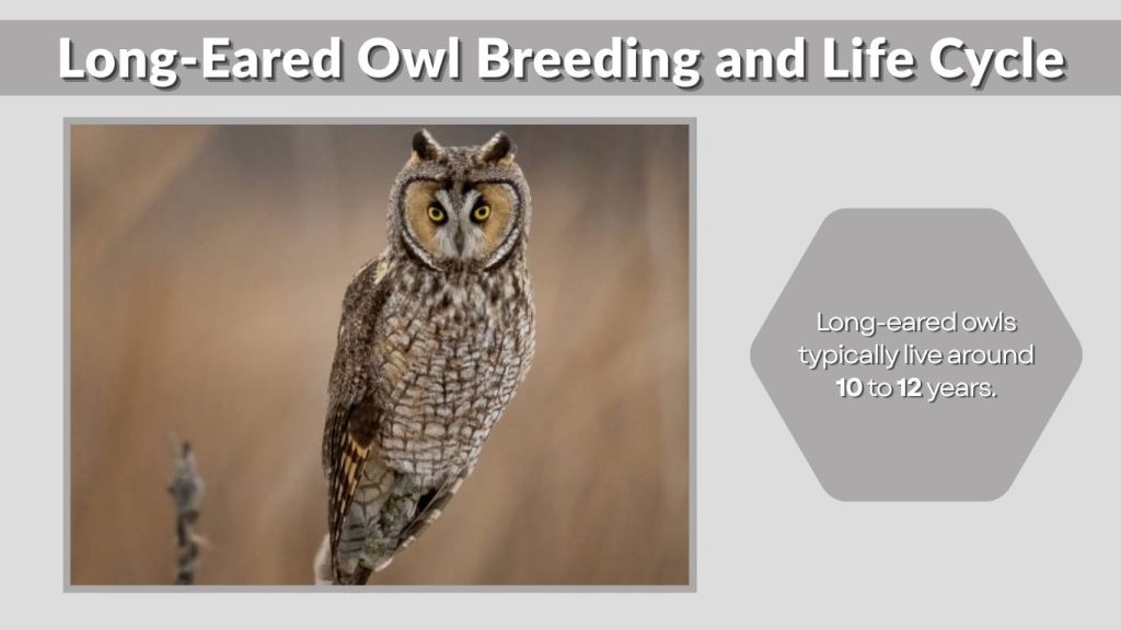 Long-Eared Owl Breeding and Life Cycle