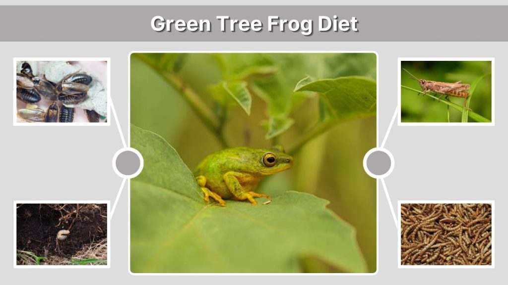 Green Tree Frog Diet