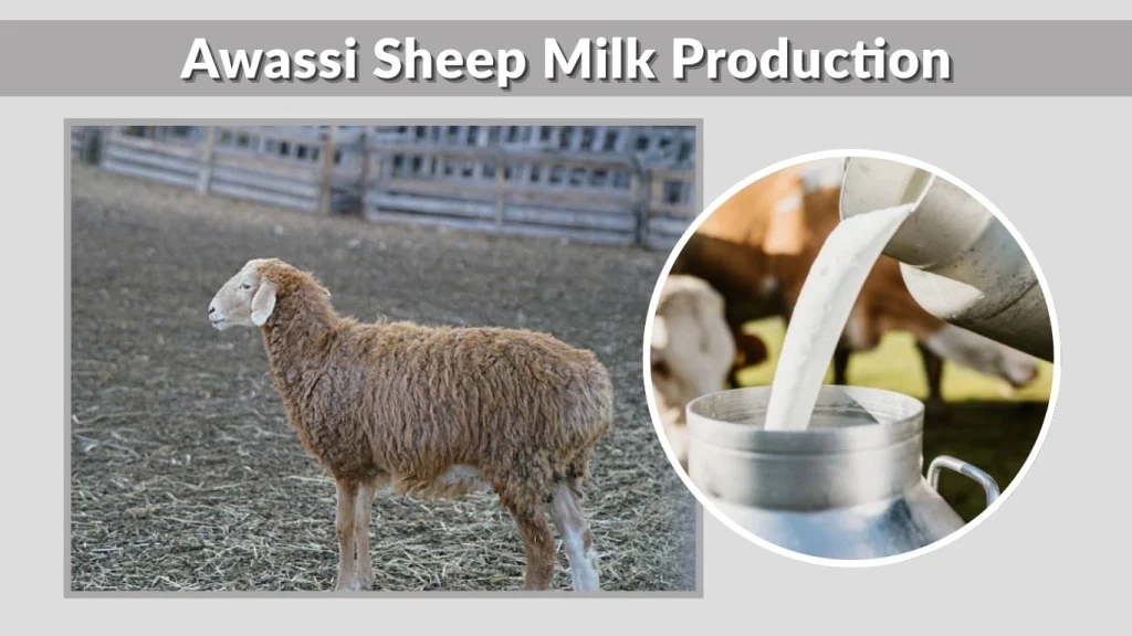 Awassi Sheep Milk Production
