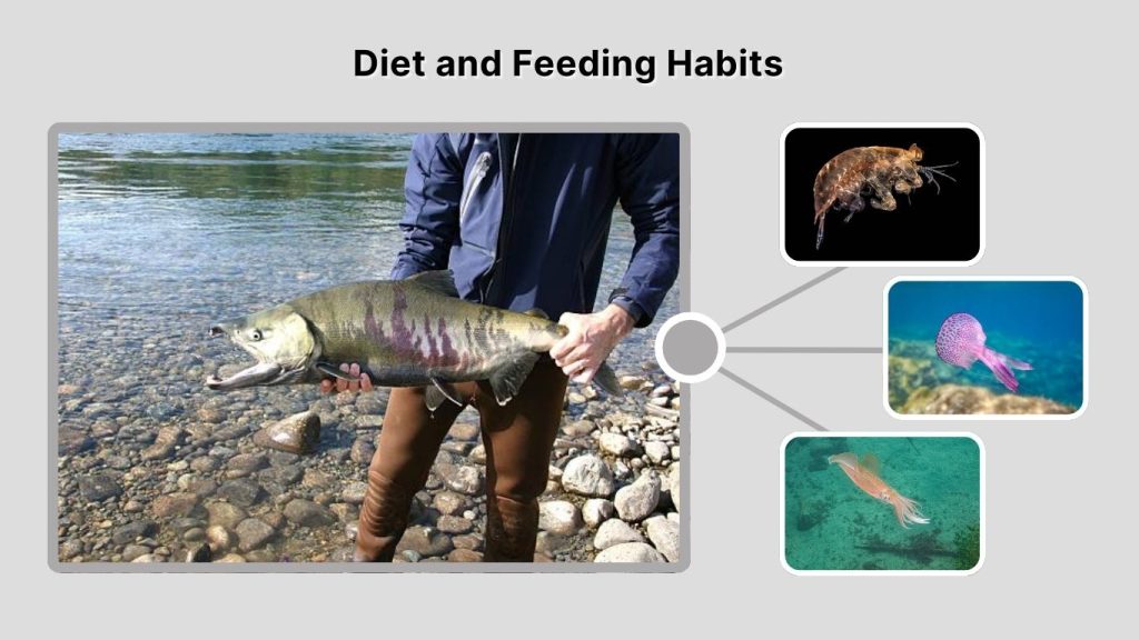 Diet and Feeding Habits