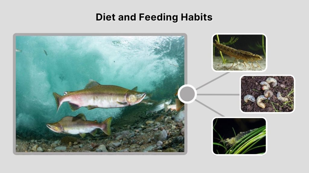 Diet and Feeding Habits