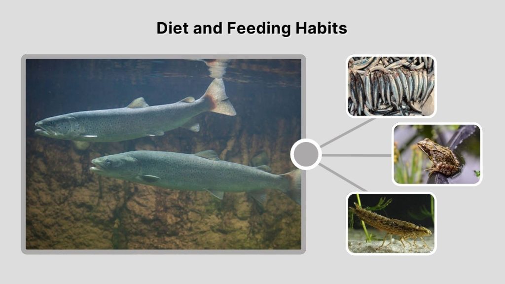 Diet and Feeding Habits