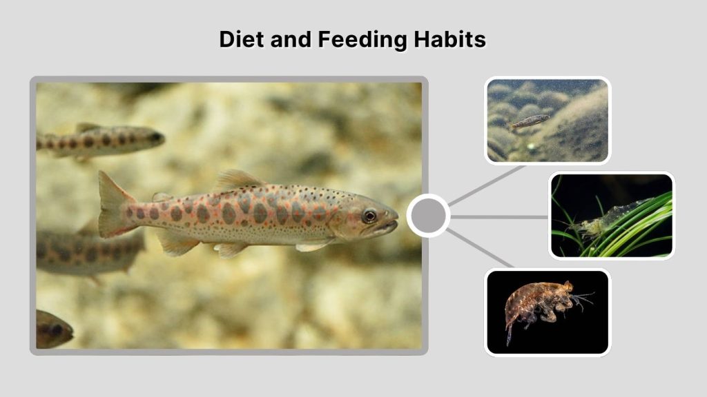 Diet and Feeding Habits