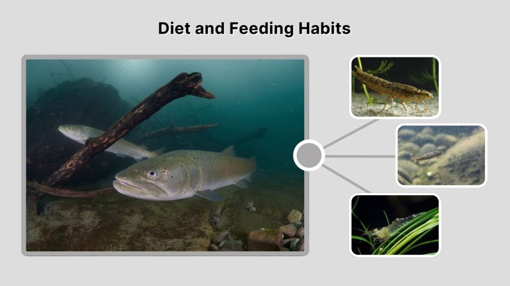 Diet and Feeding Habits