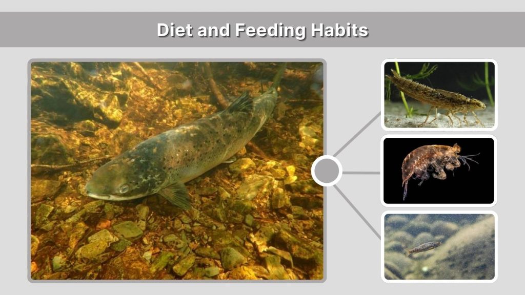 Diet and Feeding Habits