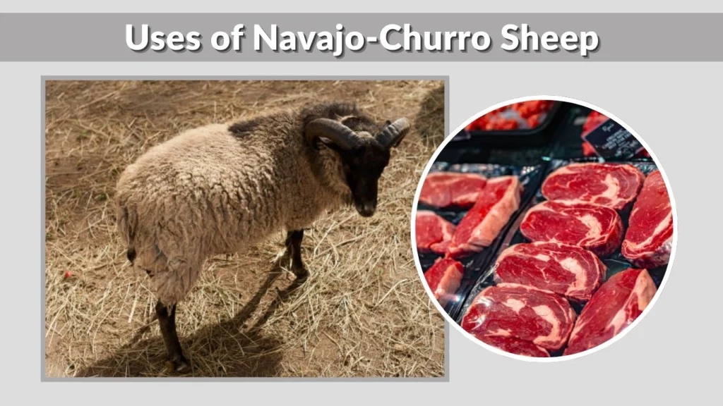Uses of Navajo-Churro Sheep