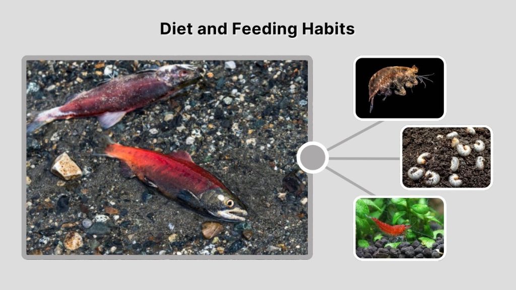 Diet and Feeding Habits