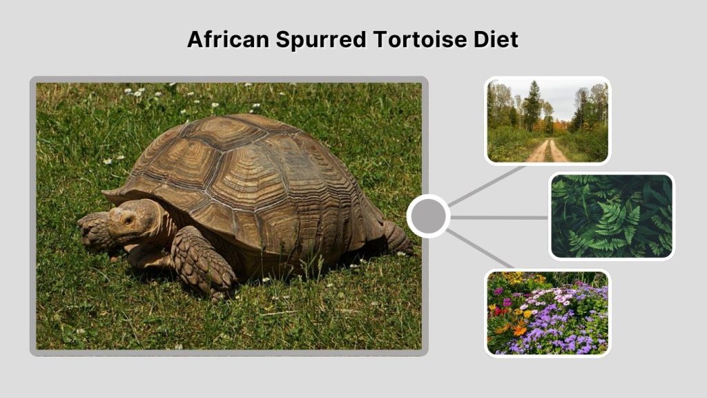 African Spurred Tortoise Diet