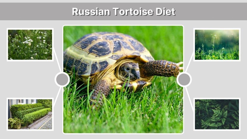 Russian Tortoise Diet