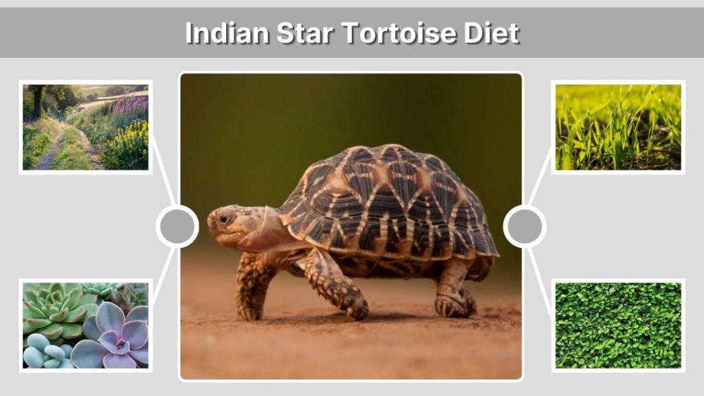 Indian Star Tortoise Diet
