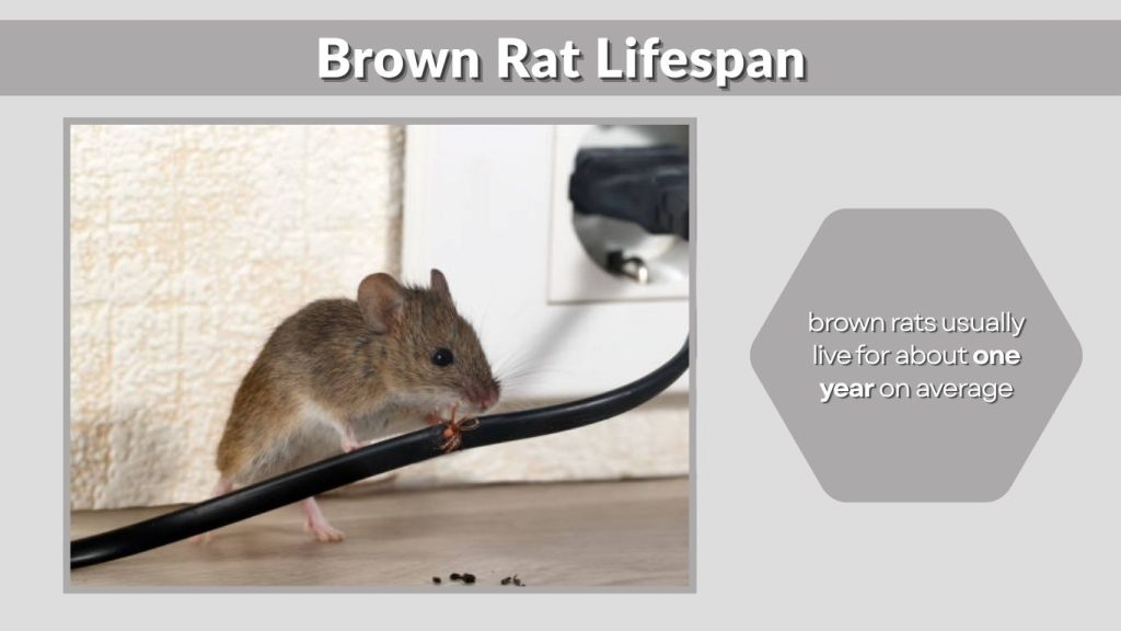 Brown Rat Lifespan