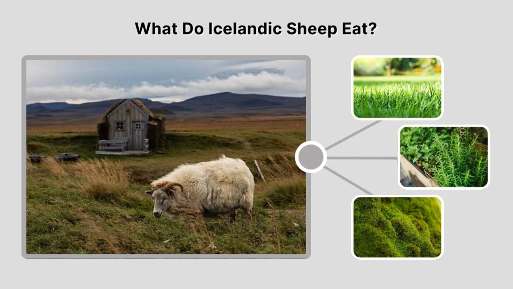 What Do Icelandic Sheep Eat?