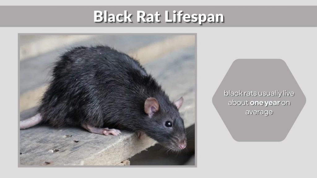 Black Rat Lifespan