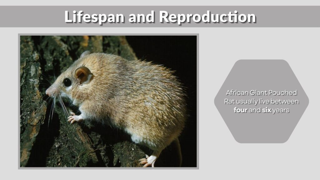 Lifespan and Reproduction