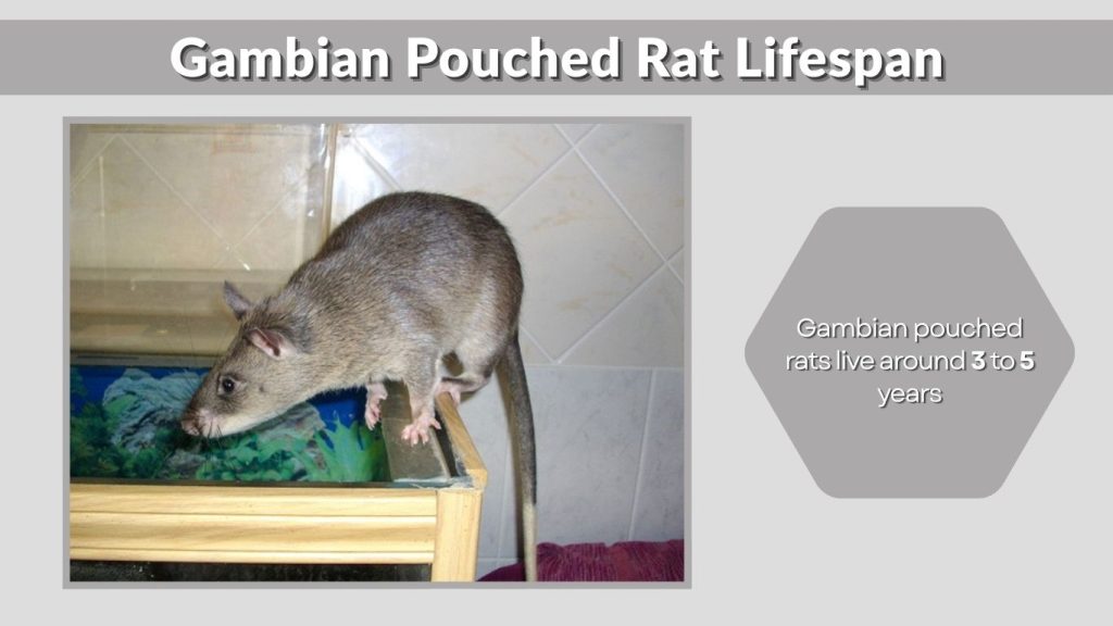 Gambian Pouched Rat Lifespan